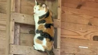 Ce chat descend les échelles tel un être humain