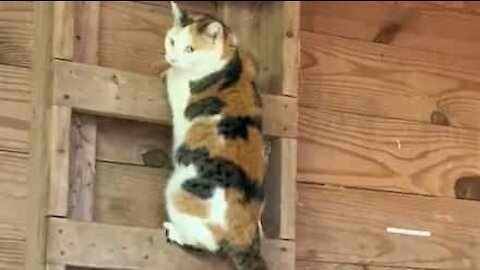 Ce chat descend les échelles tel un être humain