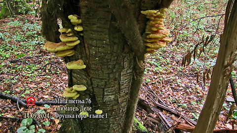 20240914 mš76 gljive 1