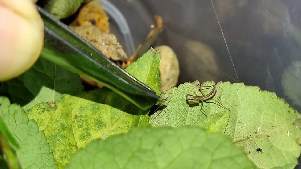 Feeding the Little Mantis