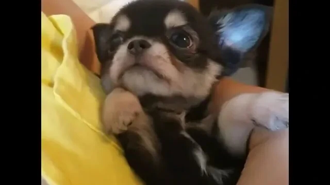 Adorable Puppy Will Melt Your Heart!