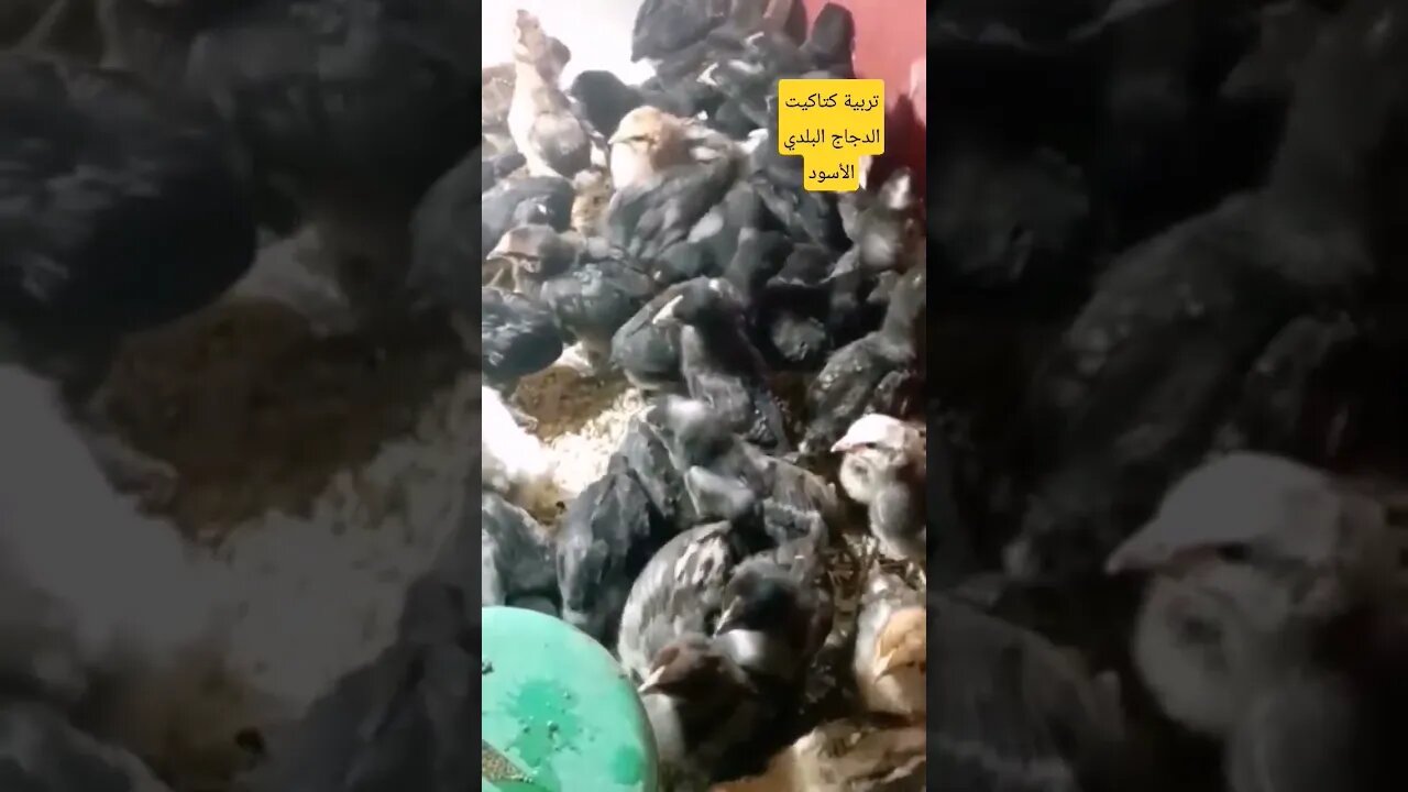تربية كتاكيت الدجاج البلدي الأسود كيوت روعة