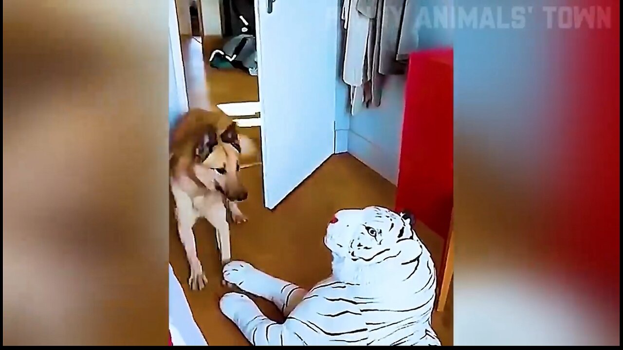 Funne pets | part 1