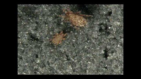 Near collision of Nothrid mites!