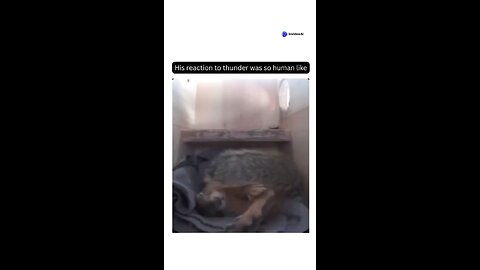 Squirrel reaction like humans