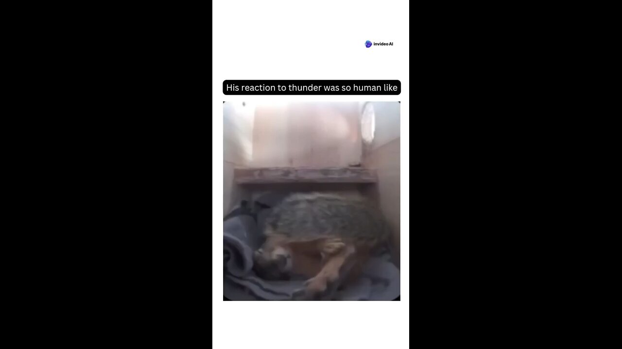 Squirrel reaction like humans