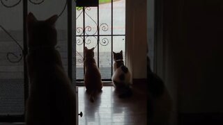 Our Kitty's thinking of a way to escape
