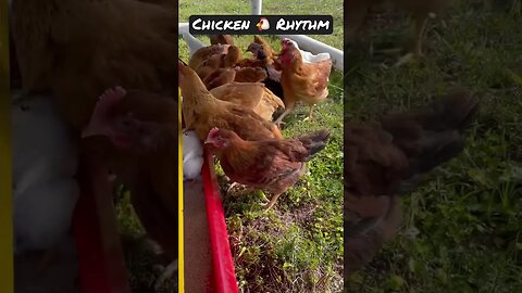 Chicken 🐔 Rhythms 🥁🎵🎶🪘#chicken #chicken #chickentractor