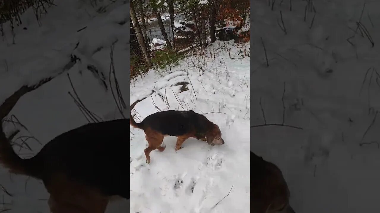 Stinky in the Snow.. 💜