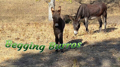 Beggin Burrows with fall colors