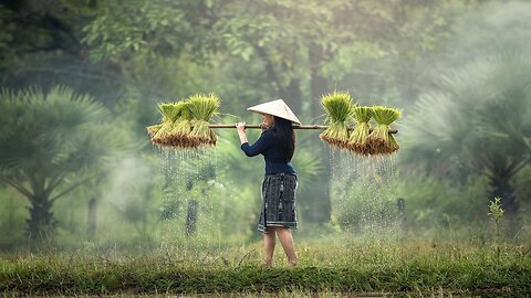 🔥 Rice Plantation Videos
