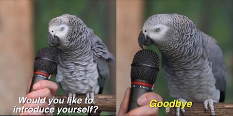 Interview with smart and intelligent Parrot birds