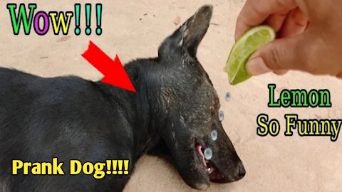 Lemon Prank Dog how Funny Action 2021