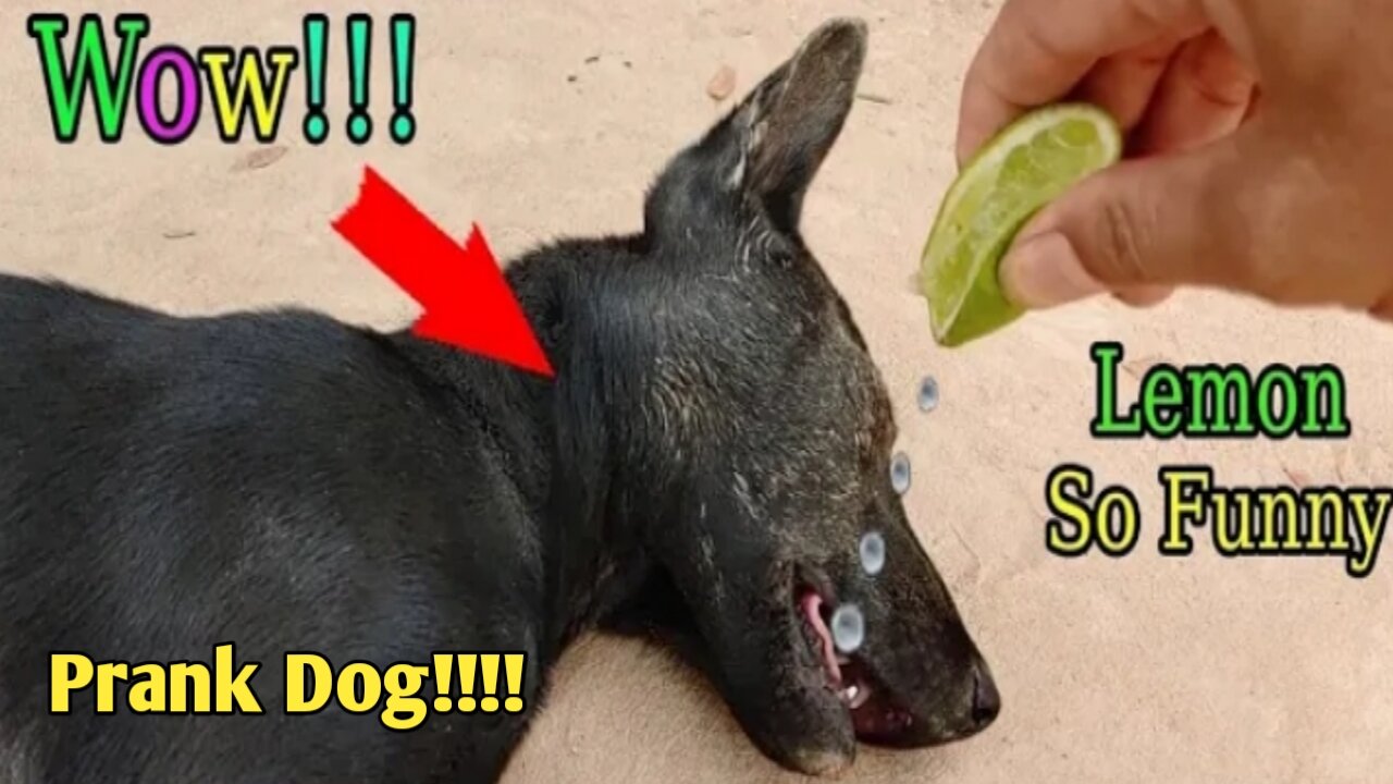 Lemon Prank Dog how Funny Action 2021