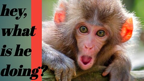 This man broke the papaya, did the monkey also laugh?