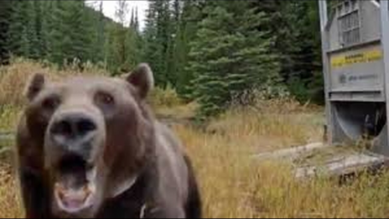 Crazy Bear ATTACKS you can't unsee !! #bear #bearattacks #viral