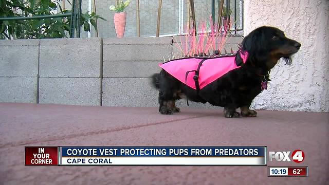 Coyote Vest could save a dog's life