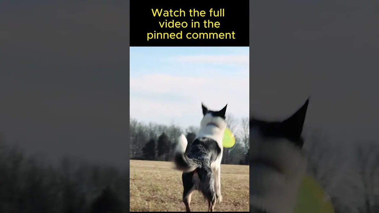 Border Collies too demanding? #misunderstood #debunking #unfair #myths #behavior #tips #shortsvideo
