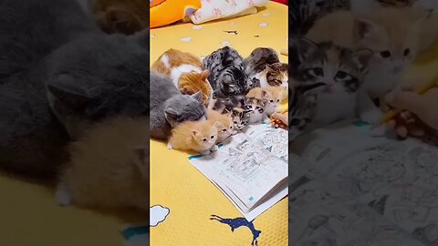 💞💗💝 #kitties 💞💗💝