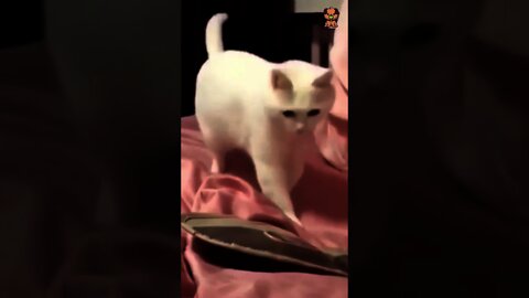 rhythm cat is good - funny and cute cat video compilation #shorts