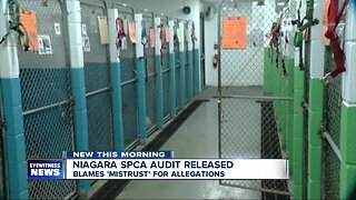 Niagara SPCA releases final report on animal cruelty following 7 Eyewitness News investigation