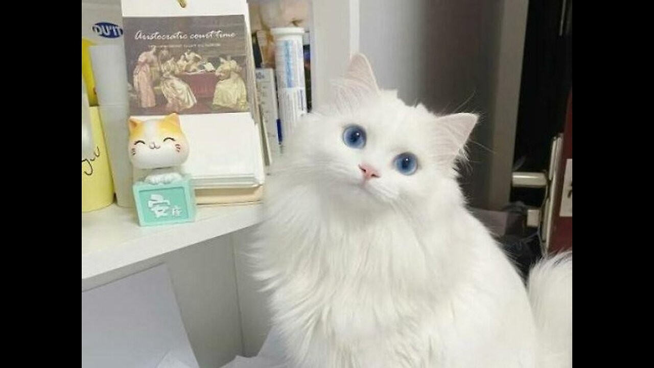 Best Funny Animal Videos of the year, funniest animals ever. relax with cute animals video