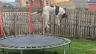 Hund har det sjovt på trampolin