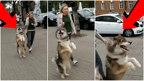 Hopping Husky Showing Its Talent | Husky Funny Moments #5