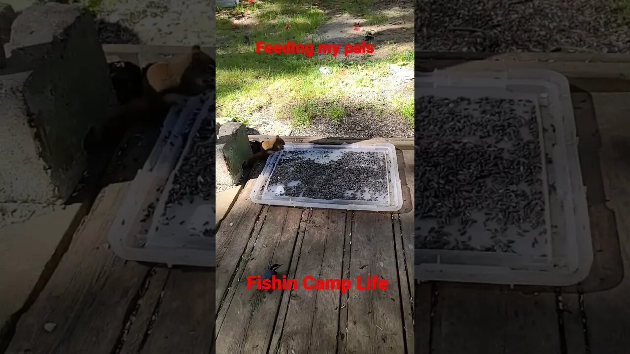 Feeding my pals here at the fishin camp @Fishin Camp Life