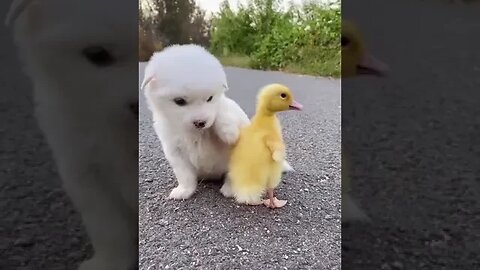 White Little Dog & Yellow Little Duck #shortvideo #viralshorts #viral