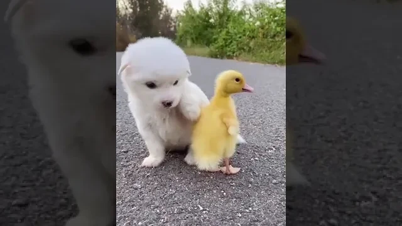 White Little Dog & Yellow Little Duck #shortvideo #viralshorts #viral