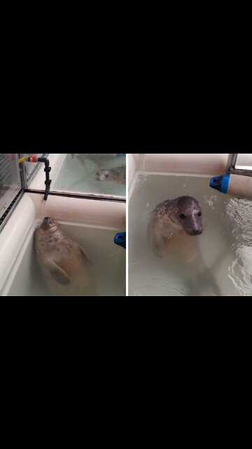 Super relaxed seal chills out under running water