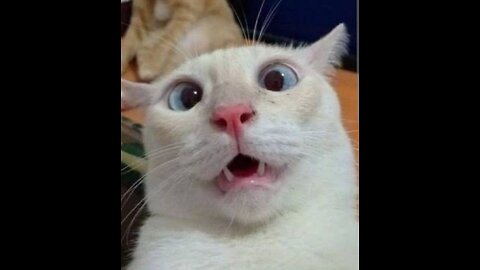 Funny animals videos 2024 😂 Best funniest animals videos of the week