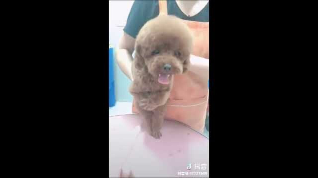 Funny Dog Injection videos - Dog Injection Funny Compilation