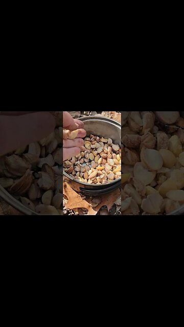 HOW TO EAT ACORNS - HOT LEACHING METHOD [2022-11-13]