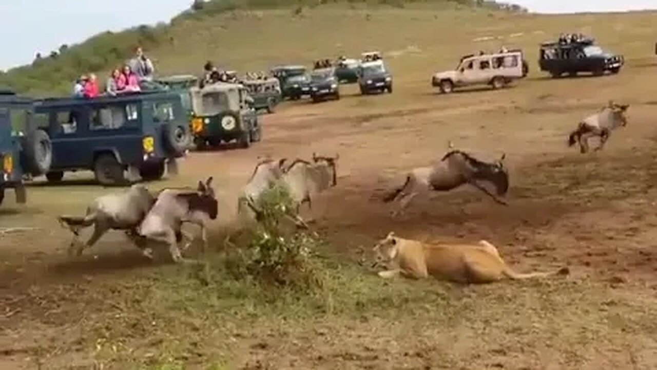 Lion vs Lioness hunting methods