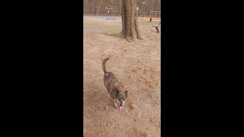 Happy Lily @ 16 years old and still going