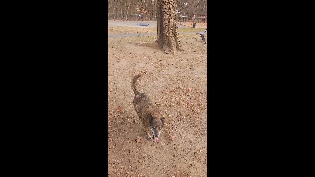 Happy Lily @ 16 years old and still going