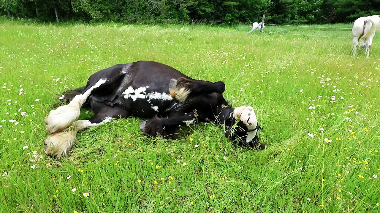 Therapy horses roll and romp in the sunshine