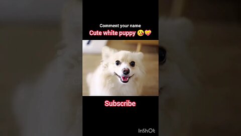 Cute white dog #animals #ua58sb #shorts @AaronsAnimals #dog