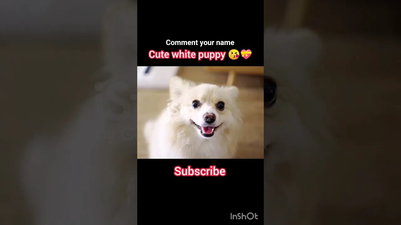 Cute white dog #animals #ua58sb #shorts @AaronsAnimals #dog