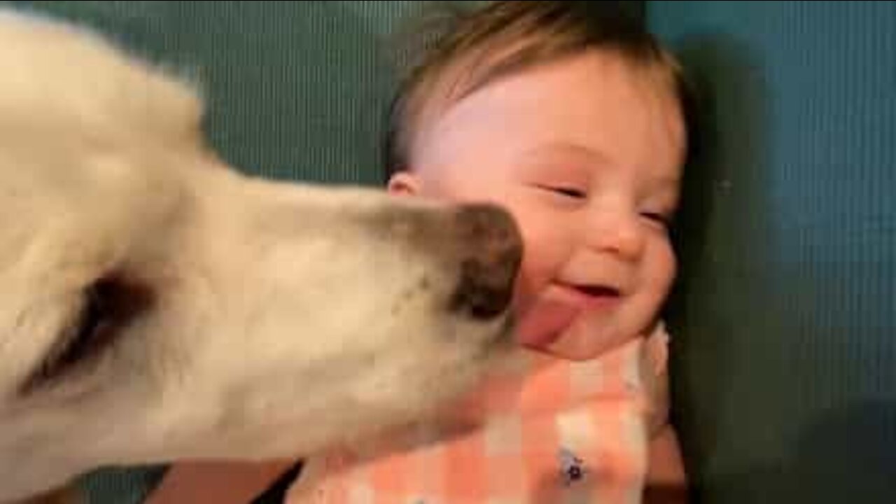Ce chien fait des léchouilles sur le visage d'un bébé