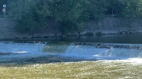 2021 Salmon run Humber River 45