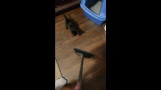 This kitten has issues