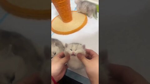 cute cat muiki3
