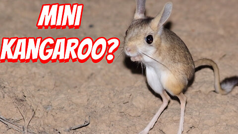 The Cutest Mouse That Can Ever Be Found!