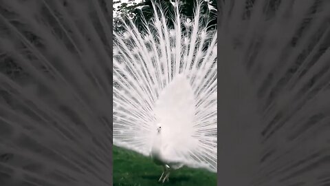 Nature's Exotic Collection! #birdslover #birdsounds #relaxation