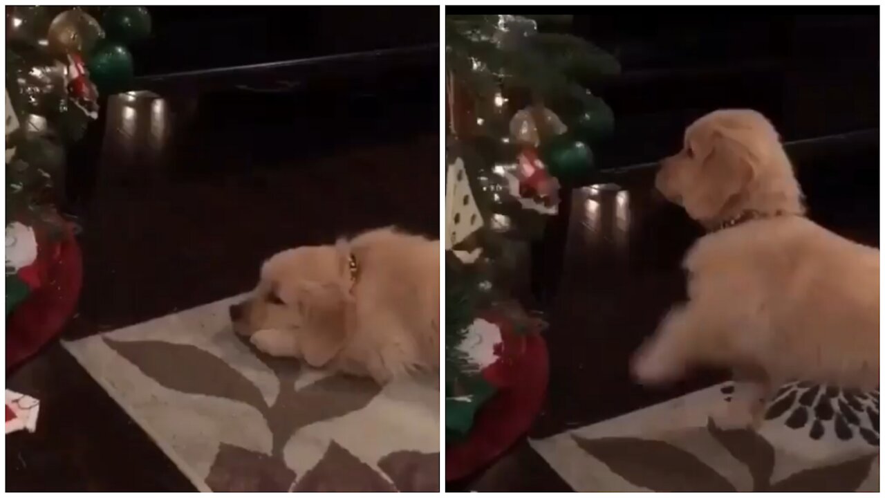 Dogs at Christmas 🎄 😍 ♥