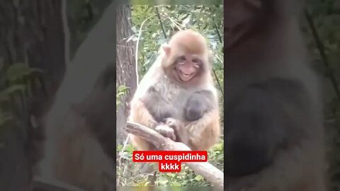 Só uma cuspidinha