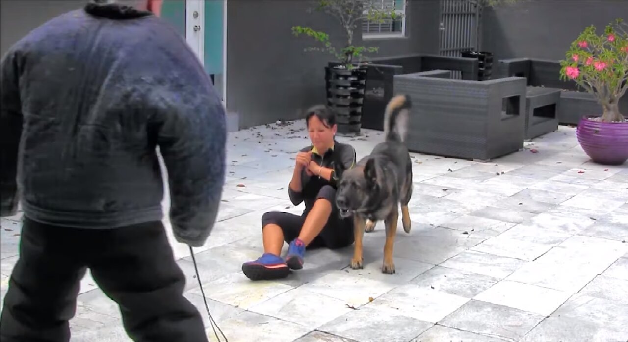 Best Guard Dog Training Step By Step! Tips You Will Watch This Year